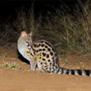 Afbeelding voor Afrika Safari - Nachtsafari in Lumo (Tsavo)