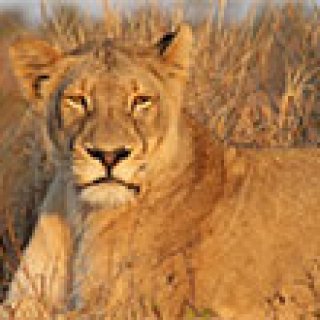 Afbeelding voor Voja Travel - Zuid-Afrika rondreizen