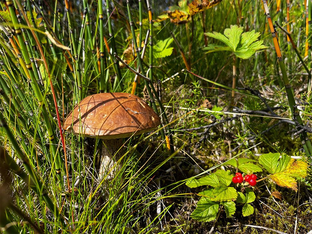 Paddenstoelen half augustus