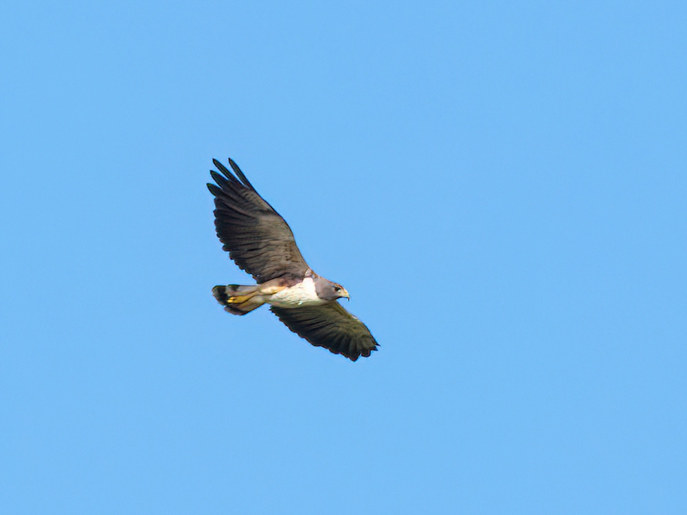 Witstaartbuizerd