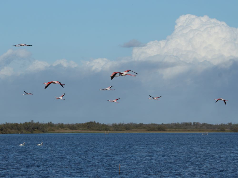 Camargue wildlife