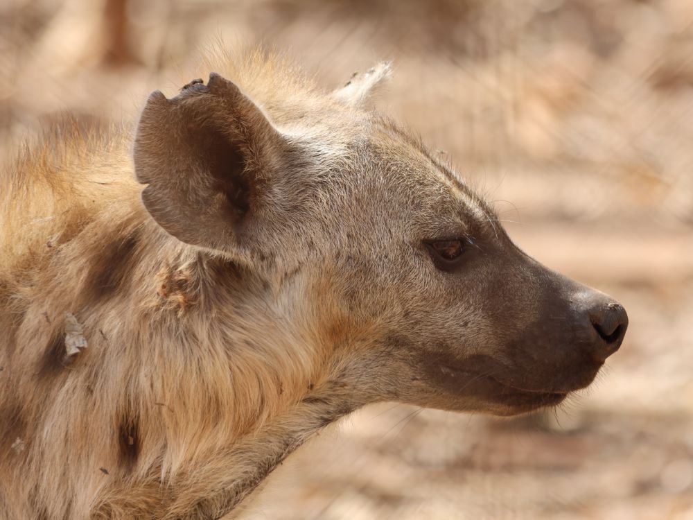 Hyena