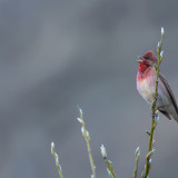 Afbeelding voor Vogels in Georgie