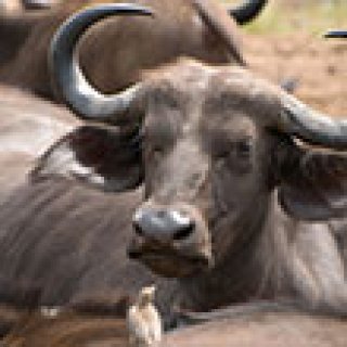 Afbeelding voor Afrika Safari - Safari Shimba Hills