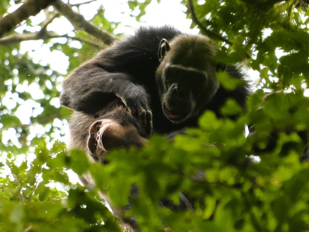 Chimps