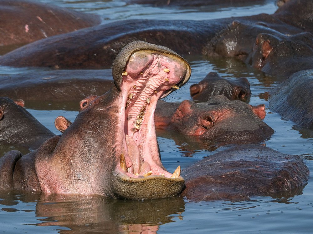 Wildlife Tanzania Nomads