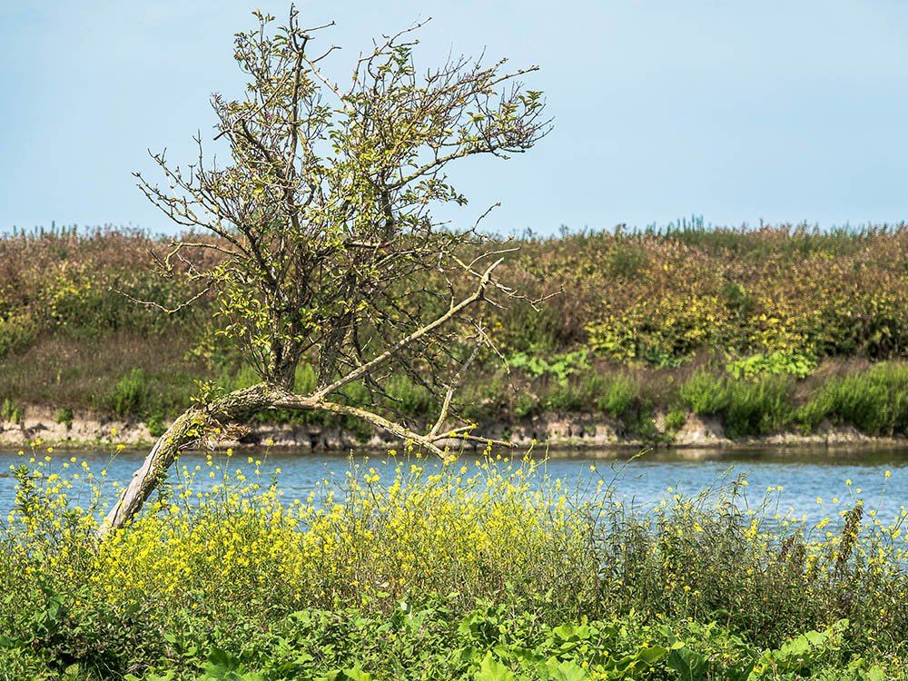 Landschap Oostvaardersplassen