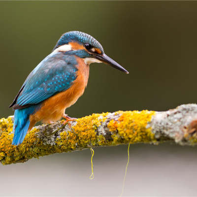 Afbeelding voor Elke dag leuke natuurinspiratie