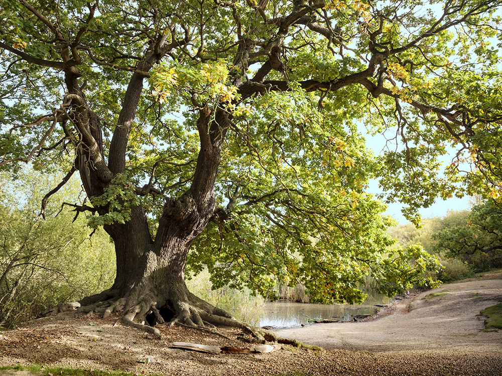 Epping Forest