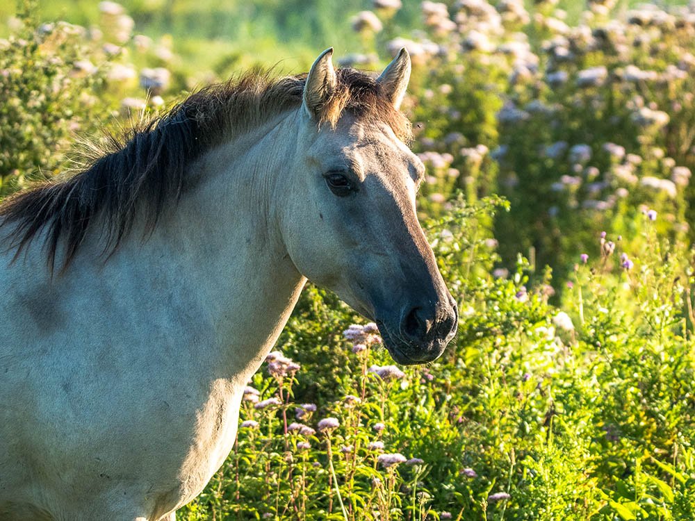 Konikpaard Oostvaardersplassen