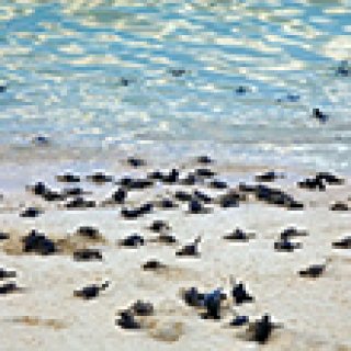 Afbeelding voor Dimsum Reizen - Schildpaddeneiland Selingan