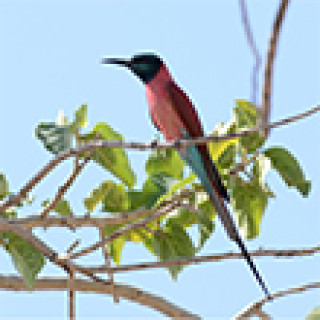 Afbeelding voor BirdingBreaks - Vogelreis Senegal