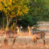 Afbeelding voor Liwonde Nationaal Park