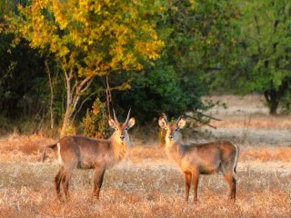 Afbeelding voor Liwonde Nationaal Park