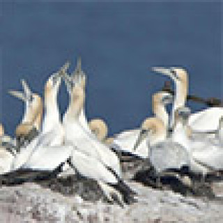 Afbeelding voor BirdingBreaks - Vogelreis Helgoland