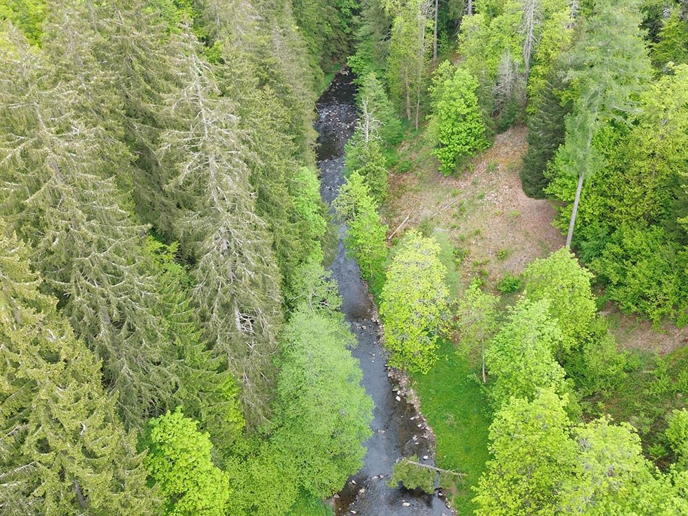 Rivieren en bossen