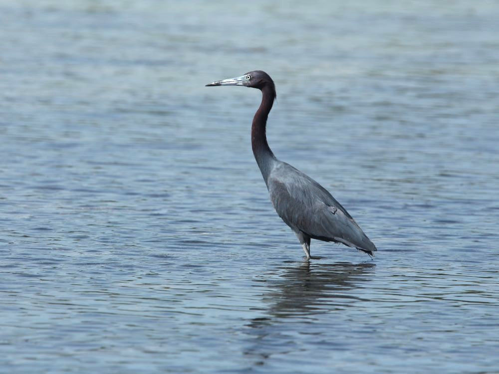 Kleine blauwe reiger