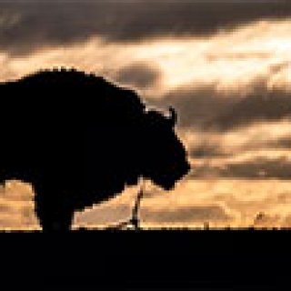 Afbeelding voor GetYourGuide - Wildlife tours