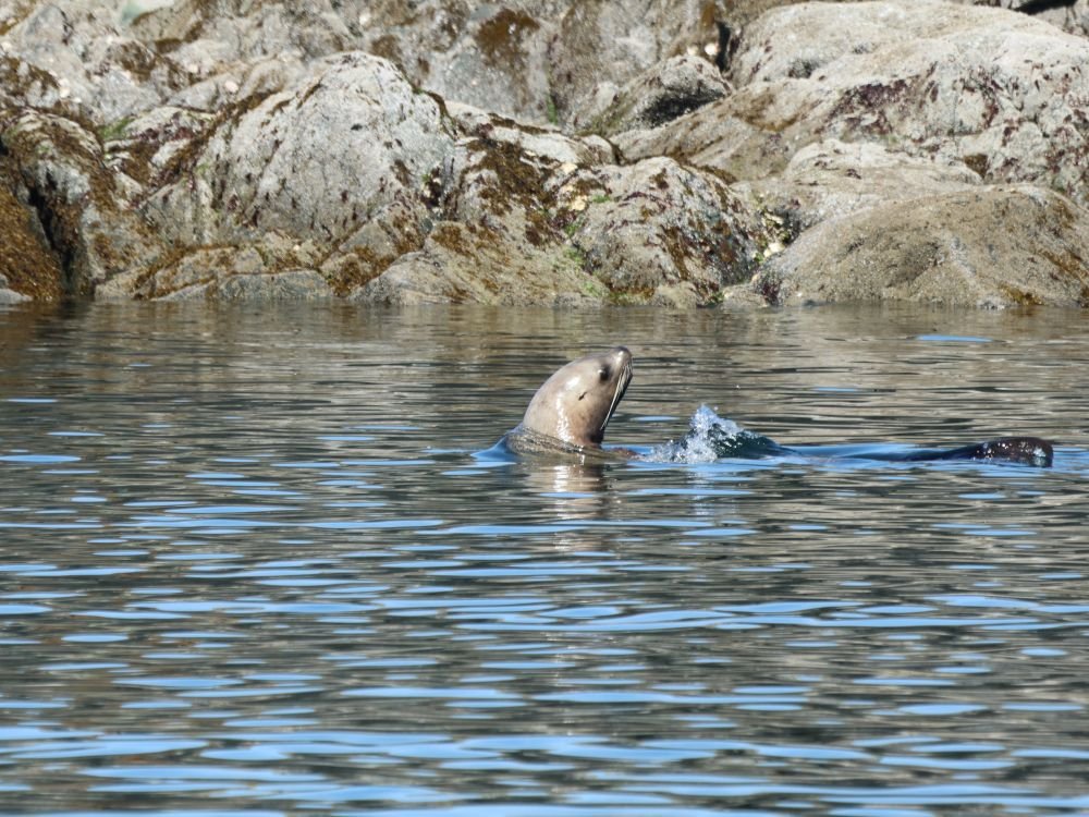 Wildlife - zeeleeuw