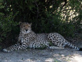 Cheeta in Hwange, Zimbabwe