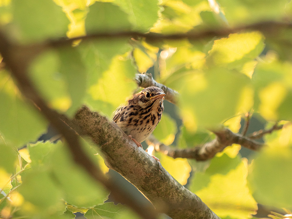 Vogel bij de Kampina