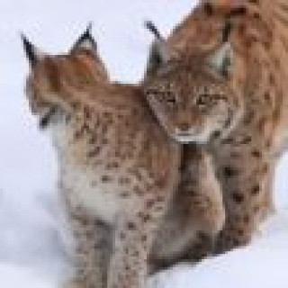 Afbeelding voor Inezia Tours - Fantastische Natuurreis