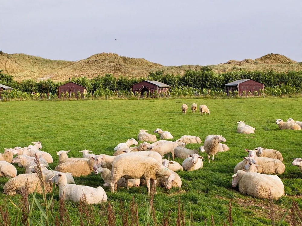 Glamping bij de boer Wadden