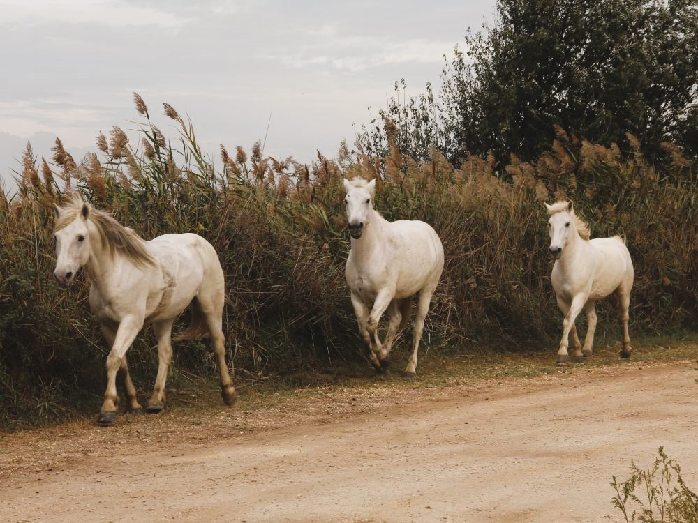 De Camargue