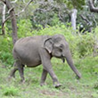 Afbeelding voor Voja Travel - Rondreizen Sri Lanka