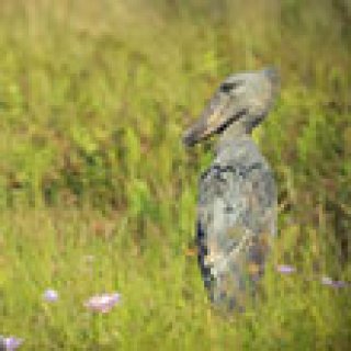 Afbeelding voor Afrika Safari - Mountainbike safari