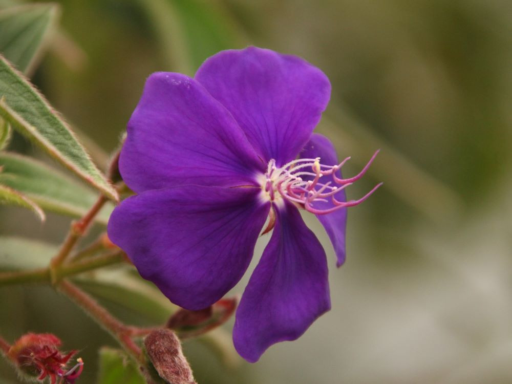 Flora