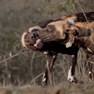 Afbeelding voor All for Nature Travel & Painted Dog Conservation