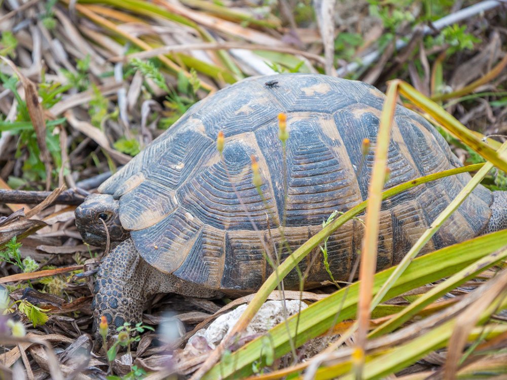 Wildlife Muğla