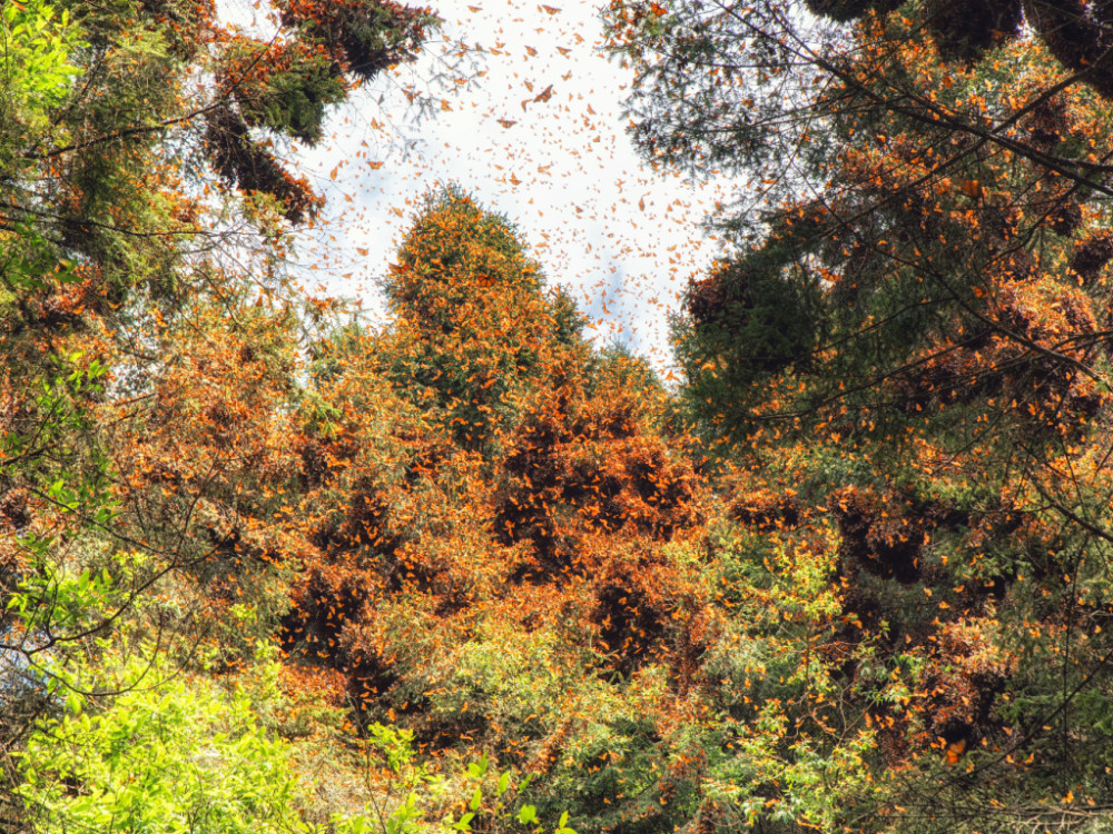 Bomen vol vlinders