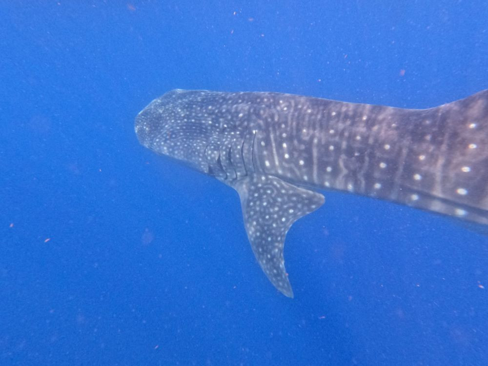 Whale shark