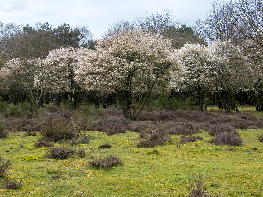 Bloeiende krentenboompjes op de Westerheide