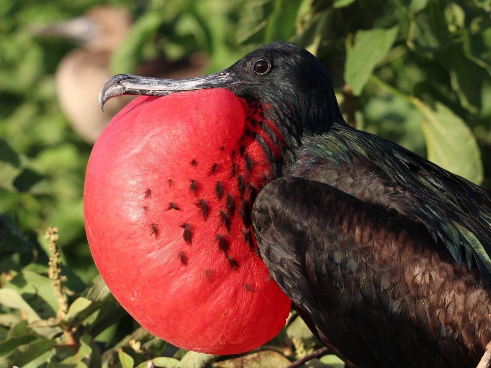 Fregatvogel