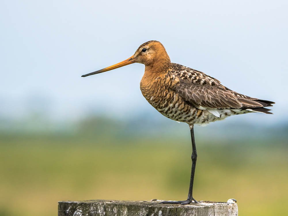 Grutto Eempolder