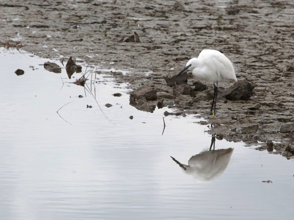 Kleine zilverreiger