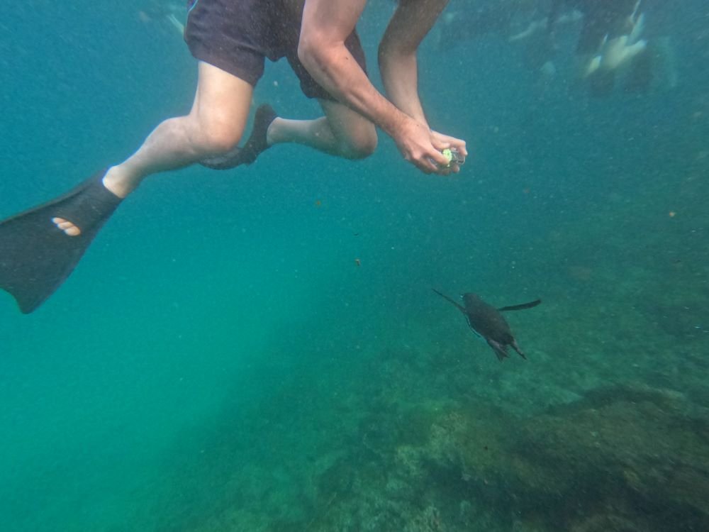 Snorkelen met pinguïn