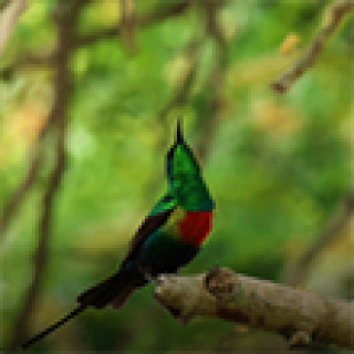 Afbeelding voor BirdingBreaks - Vogelreizen Gambia