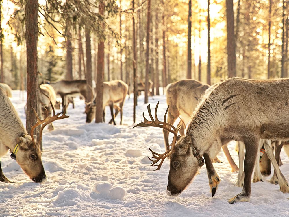 Beleef authentiek Lapland