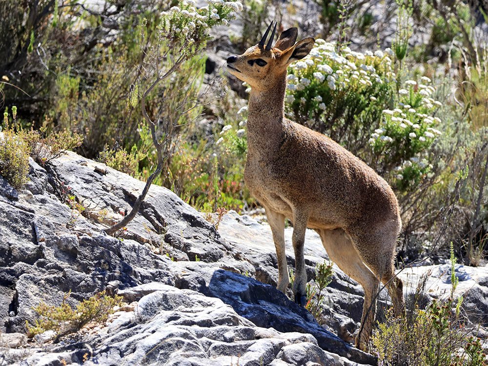 Klipspringer