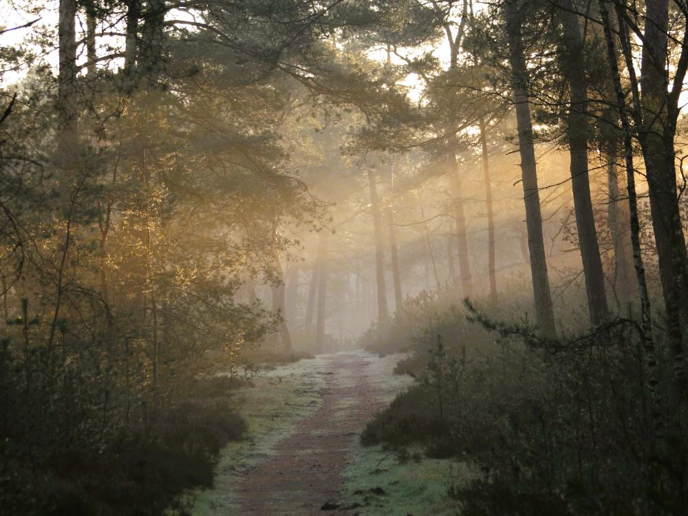 Ochtend in het bos