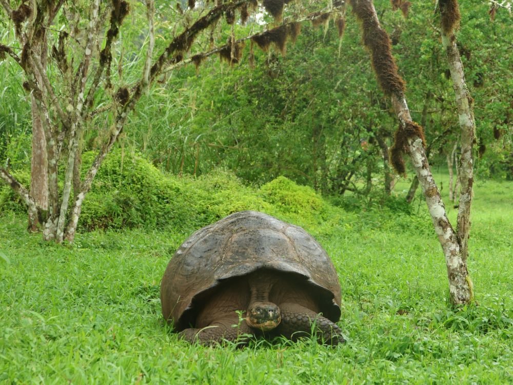 Reuzenschildpad