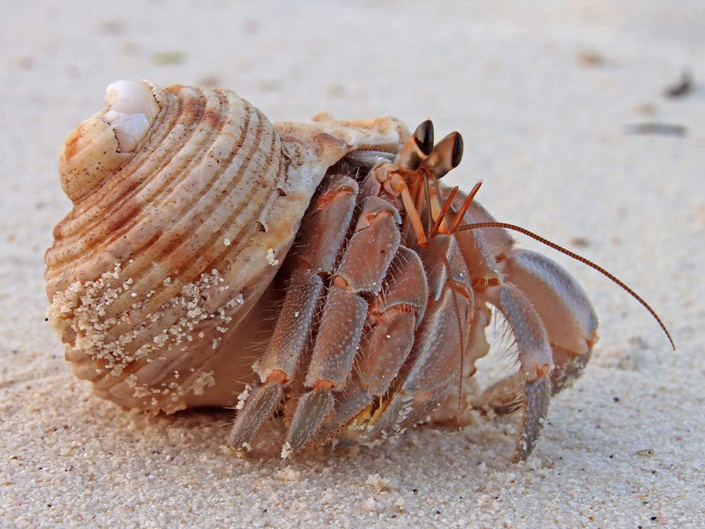 Dieren op de Malediven