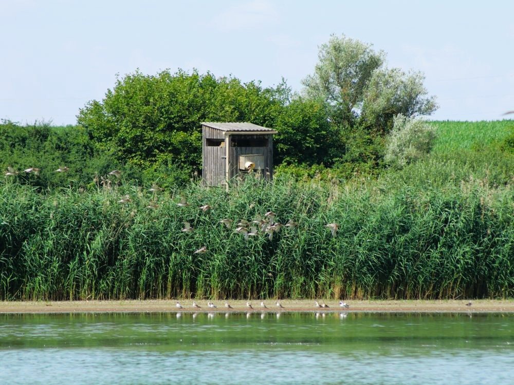 Lac du Der
