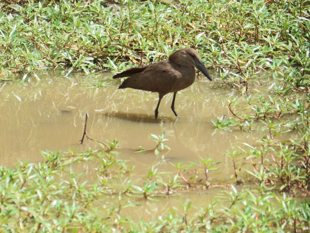 Hamerkop
