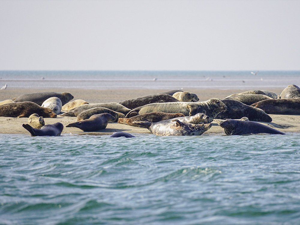 Natuur zuiden van Denemarken