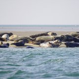 Afbeelding voor Zuid-Denemarken